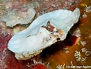 Image result for Aethra edentata Familie. Size: 131 x 100. Source: www.underwaterkwaj.com