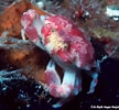 Image result for "nucia Speciosa". Size: 108 x 100. Source: www.underwaterkwaj.com