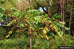 Image result for "auloscena Pyramidalis". Size: 150 x 100. Source: www.forestryimages.org