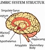 Afbeeldingsresultaten voor Hippocampus Brain Model. Grootte: 91 x 100. Bron: www.wisegeek.com