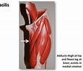 Afbeeldingsresultaten voor Musculus Gracilis Gray's Anatomy. Grootte: 118 x 100. Bron: mydiagram.online