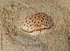 Image result for "calappa Angusta". Size: 137 x 100. Source: stock.adobe.com