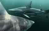 Black Tip Fin Shark 的图像结果.大小：159 x 100。 资料来源：seaunseen.com
