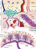 Image result for Cardiapoda Placenta Anatomie. Size: 75 x 100. Source: kellyfinan.com