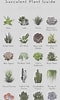 Image result for Cactus Soorten en Namen. Size: 60 x 100. Source: dendrobiumorchidflowers.blogspot.com