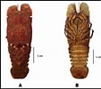 Afbeeldingsresultaten voor Scyllarides squammosus. Grootte: 113 x 100. Bron: www.researchgate.net