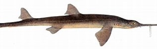 Afbeeldingsresultaten voor "pristiophorus Nudipinnis". Grootte: 317 x 78. Bron: www.sharkwater.com
