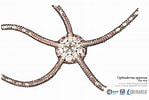 Image result for "ophioderma Appressum". Size: 149 x 100. Source: www.gulfbase.org