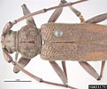 Image result for "Stylocheiron Longicorne". Size: 121 x 100. Source: www.insectimages.org