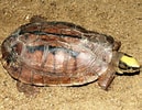 Image result for Aziatische Doornschildpad. Size: 129 x 100. Source: diertjevandedag.be