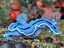 Afbeeldingsresultaten voor Blue and white Sea slug. Grootte: 132 x 100. Bron: www.pinterest.com