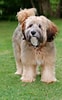 Bilderesultat for Tibetansk Terrier. Størrelse: 62 x 100. Kilde: luvmydogs.com