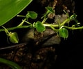 Image result for Liparis fabricii habitat. Size: 120 x 100. Source: efloraofindia.com
