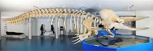 Image result for Potvis Anatomie. Size: 299 x 100. Source: www.collectieameland.nl