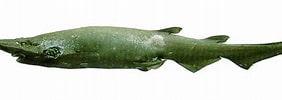 Image result for "apristurus Profundorum". Size: 282 x 100. Source: www.eisk.cn