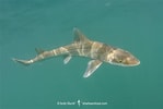 Image result for "mustelus Griseus". Size: 149 x 100. Source: www.sharksandrays.com