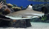 Image result for "carcharhinus Melanopterus". Size: 170 x 100. Source: fishes.bin3aiah.net
