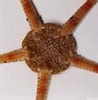 Image result for "ophiura Sarsii". Size: 98 x 100. Source: www.marinespecies.org