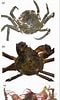 Image result for "hyas Araneus". Size: 60 x 100. Source: www.researchgate.net