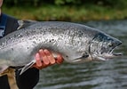 Image result for ocean Salmon. Size: 143 x 100. Source: www.tasteatlas.com