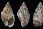 Image result for "nassarius Nitidus". Size: 149 x 100. Source: www.researchgate.net