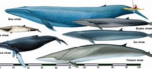 Image result for Balaenoptera Familie. Size: 221 x 100. Source: www.gmixdesigns.com