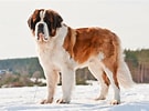 Image result for St. Bernard Dog Breed Lifespan. Size: 135 x 100. Source: www.britannica.com