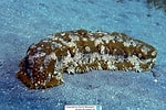 Afbeeldingsresultaten voor "astichopus Multifidus". Grootte: 150 x 100. Bron: www.meerwasser-lexikon.de