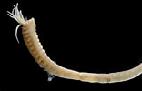 Image result for Anobothrus gracilis. Size: 156 x 100. Source: enciclovida.mx