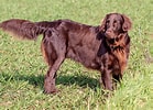 Image result for Flat Coated Retriever Brun. Size: 139 x 100. Source: www.dogsplanet.com
