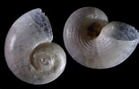 Image result for Skenea serpuloides Anatomie. Size: 155 x 100. Source: www.idscaro.net