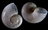 Image result for "skenea Serpuloides". Size: 158 x 100. Source: www.idscaro.net