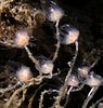Image result for Tubulariidae. Size: 95 x 100. Source: www.roboastra.com