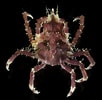 Image result for "menaethius Orientalis". Size: 102 x 100. Source: www.invertebase.org