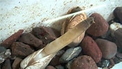 Image result for Clam Siphon. Size: 177 x 100. Source: www.vlr.eng.br