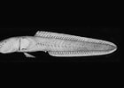 Image result for Caragobius urolepis. Size: 140 x 100. Source: fishesofaustralia.net.au