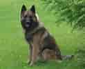 Image result for Belgisk hyrdehund. Size: 123 x 100. Source: www.hundegalleri.dk