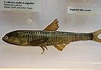 Afbeeldingsresultaten voor "lampanyctus Crocodilus". Grootte: 143 x 100. Bron: commons.wikimedia.org