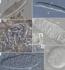Image result for "pygospio Elegans". Size: 94 x 100. Source: www.researchgate.net