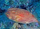 Image result for "amphilonche Diodon". Size: 138 x 100. Source: fishesofaustralia.net.au