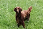 Image result for Flat Coated Retriever Oppdretter. Size: 148 x 100. Source: www.thesprucepets.com