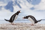 Image result for Dieren op Antarctica. Size: 150 x 100. Source: www.discover-the-world.com