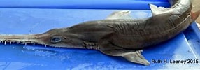 Image result for "pliotrema Warreni". Size: 286 x 88. Source: www.sharkwater.com