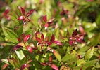 Image result for "leucothoe Spinicarpa". Size: 142 x 100. Source: www.thespruce.com