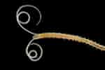 Image result for Magelona filiformis Stam. Size: 150 x 100. Source: amgueddfa.cymru