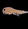 Image result for Rhachotropis Oculta. Size: 96 x 75. Source: commons.wikimedia.org
