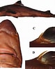Image result for Bythaelurus hispidus Anatomie. Size: 79 x 100. Source: www.researchgate.net