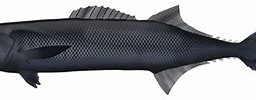 Image result for Oilfish Anatomy. Size: 256 x 96. Source: marinewise.com.au