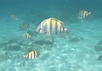 mida de Resultat d'imatges per a Aruba Tropical fish.: 145 x 100. Font: travelingtwilley.com