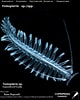Image result for "tomopteris Ligulata". Size: 80 x 100. Source: www.st.nmfs.noaa.gov